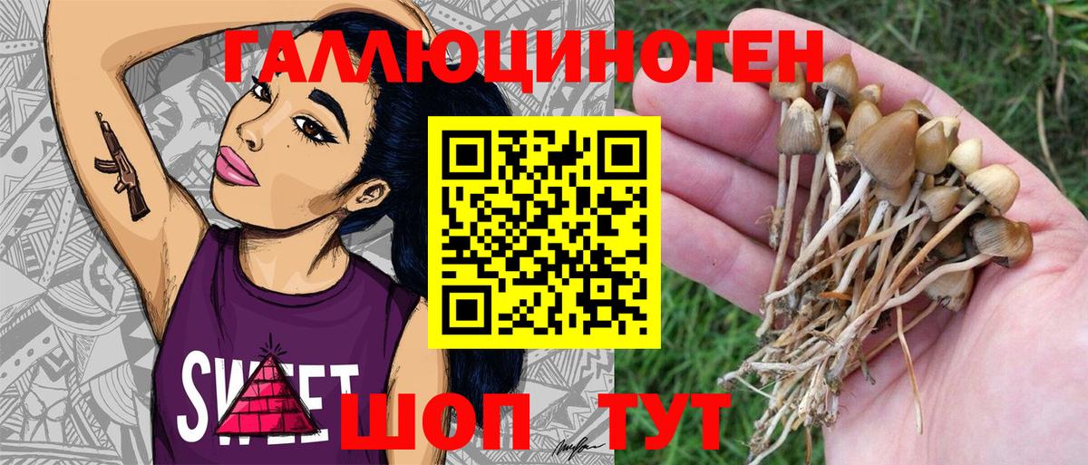 Псилоцибиновые грибы Psilocybe Апшеронск